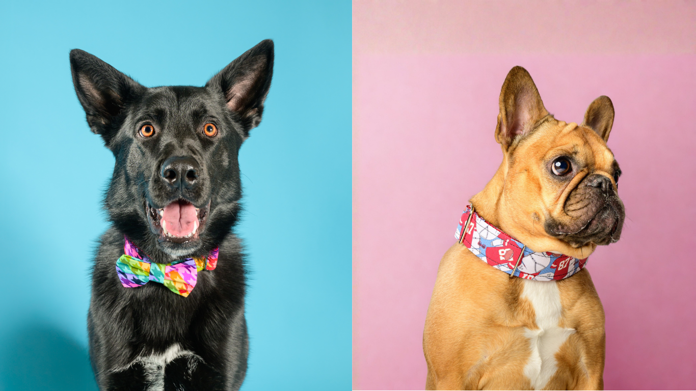 Two dogs wearing colorful collars on a split background of blue and pink.