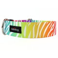 Rainbow zebra collar